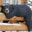 woodenbear